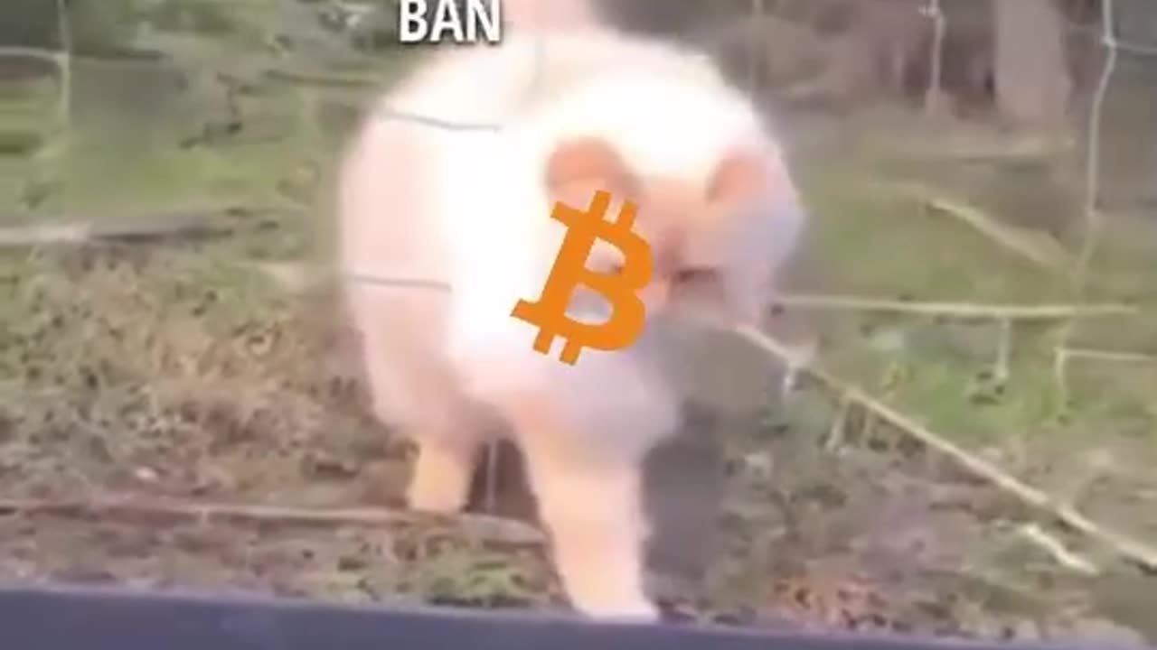 Bitcoin on Trend 📈 || Bitcoin Memes || Bitcoin Going on Bull