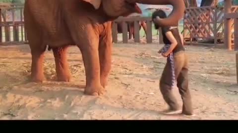 funnyvideos#animal#Love#seeyouagain