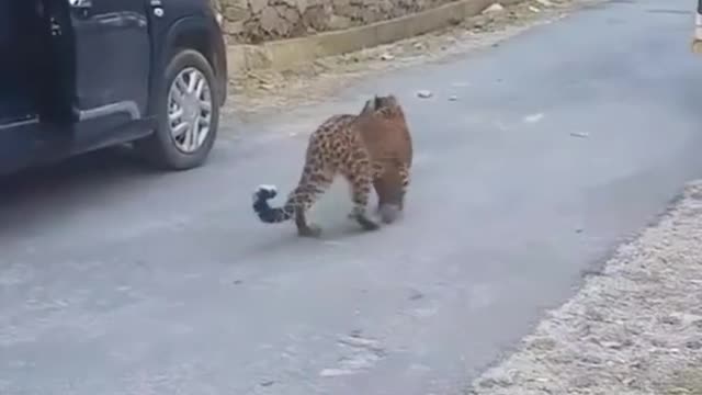 Leopard in Public - Dangerous Wild Animal Himachal - India