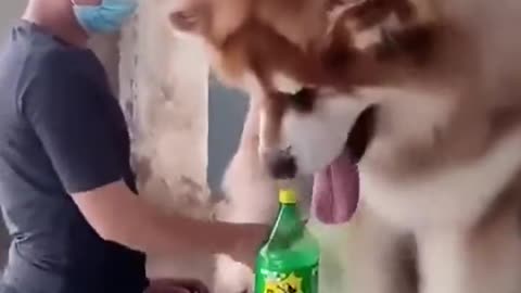 That is one Huge Buddy !