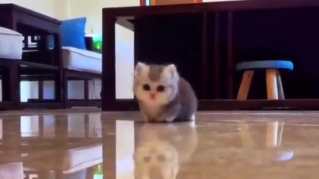 Cute💗and Funny😸Cats Video Compilation 2021 #cutecatsvideoss #shorts