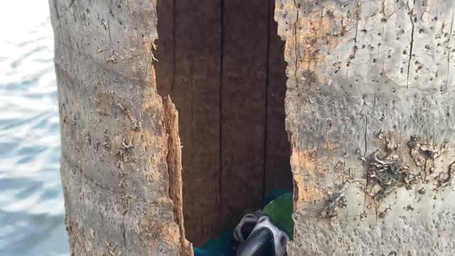 Kayaker Stumbles Across Macaw Nest in Tree Stump