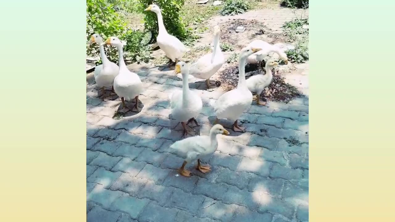 A herd of ducks is walking in picnic point