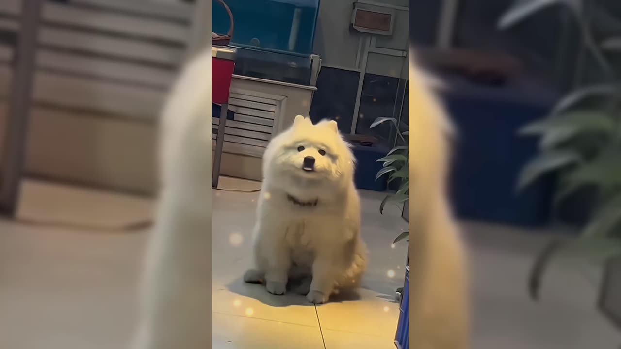 A puppy that can work