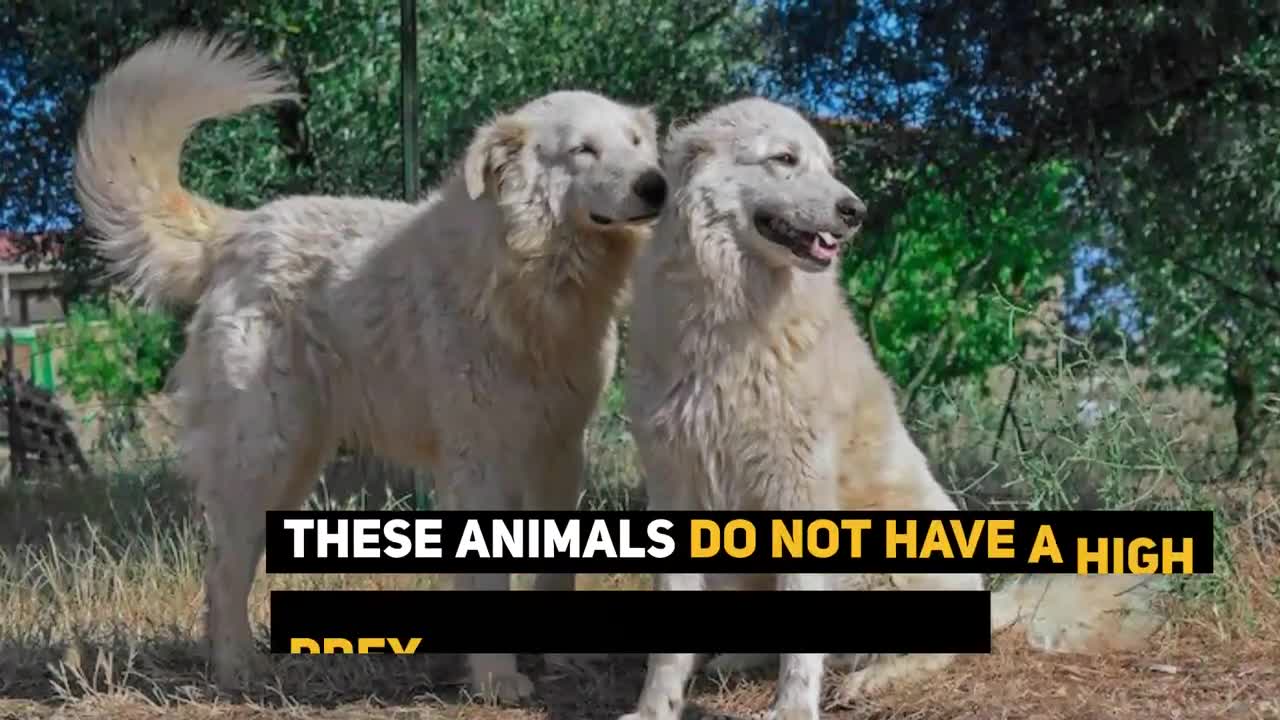 Maremma Sheepdog: 7 Reasons Why We Love The Italian Flock Guardian!