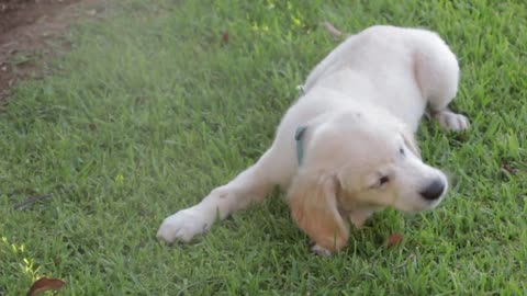 Puppy Dog Pet Canine White Sitting Cute Animal