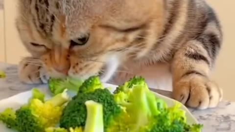 Cat eating
