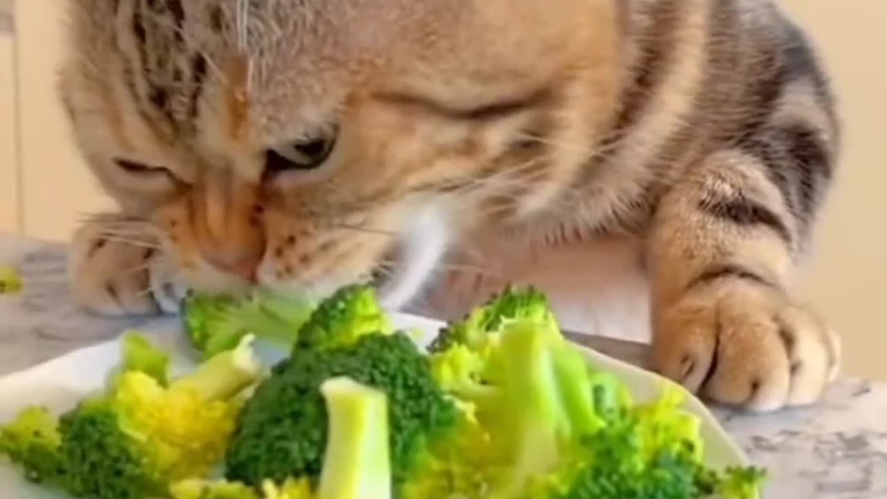 Cat eating