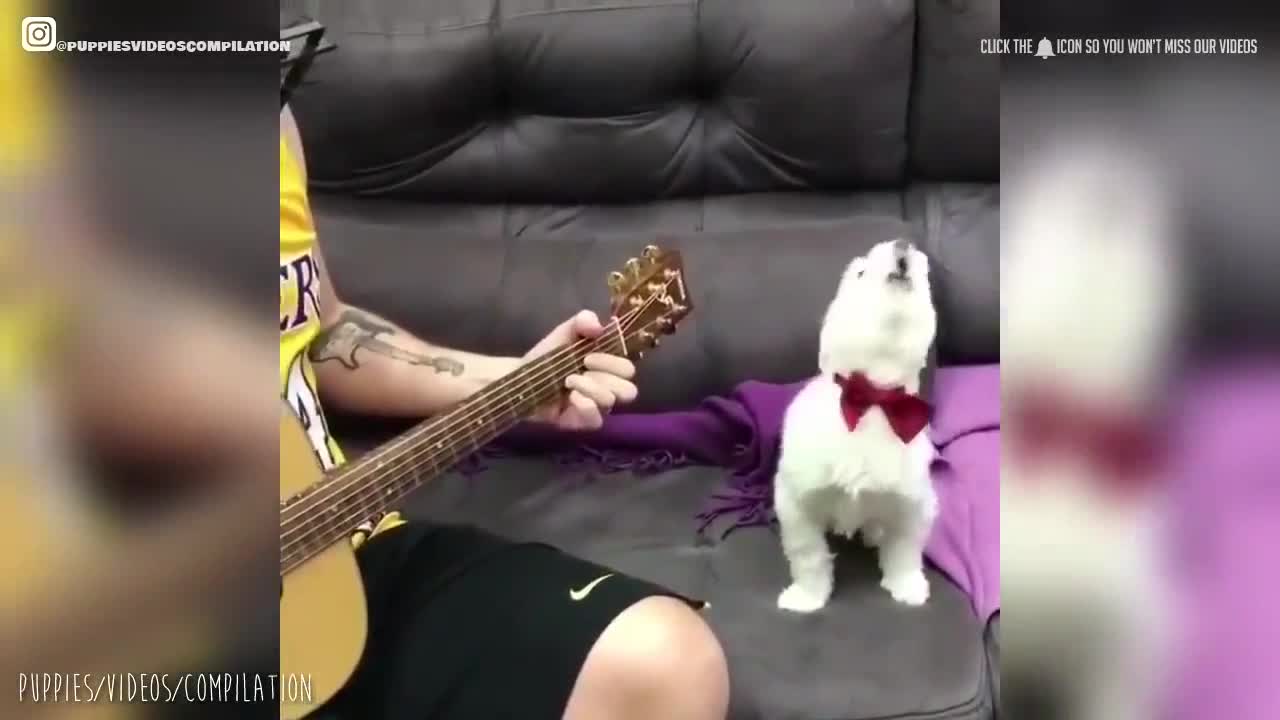 Cute Puppy Singing Along with Owner | Dog cute moments | Dogs