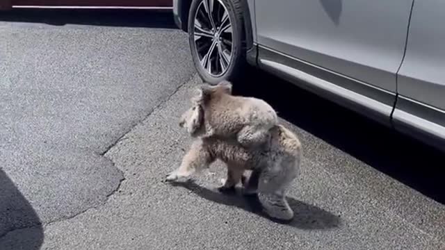 Little cutie likes our holiday park, Big Ocean