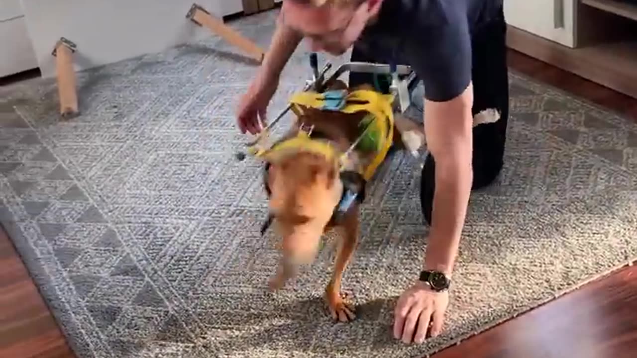 How to take care of disabled dog