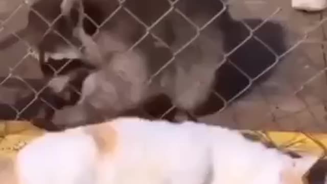 Free massage from a raccoon to a cat