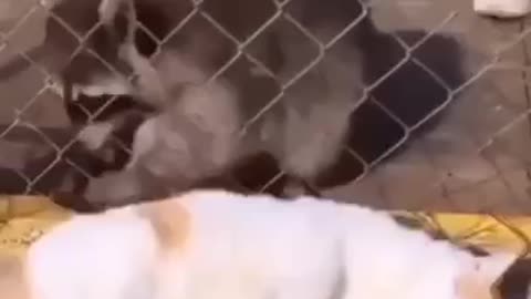 Free massage from a raccoon to a cat