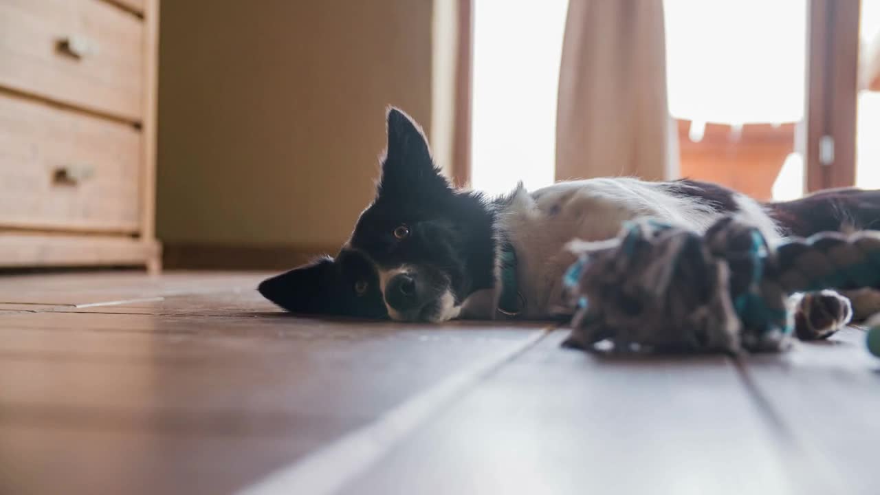 Young puppy resting with head on floor