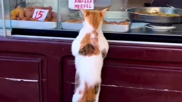 cute behavior of a cat #viral