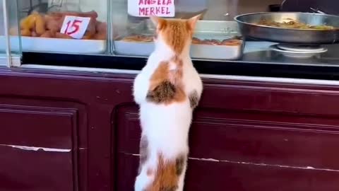 cute behavior of a cat #viral