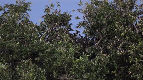 Purple Martins