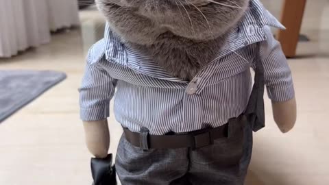 Cat goes to work