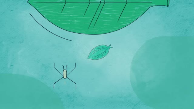 These animals are also plants … wait, what - Luka Seamus Wright