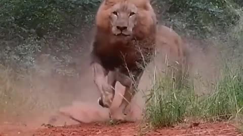 Angry lion very dengours 😈😈