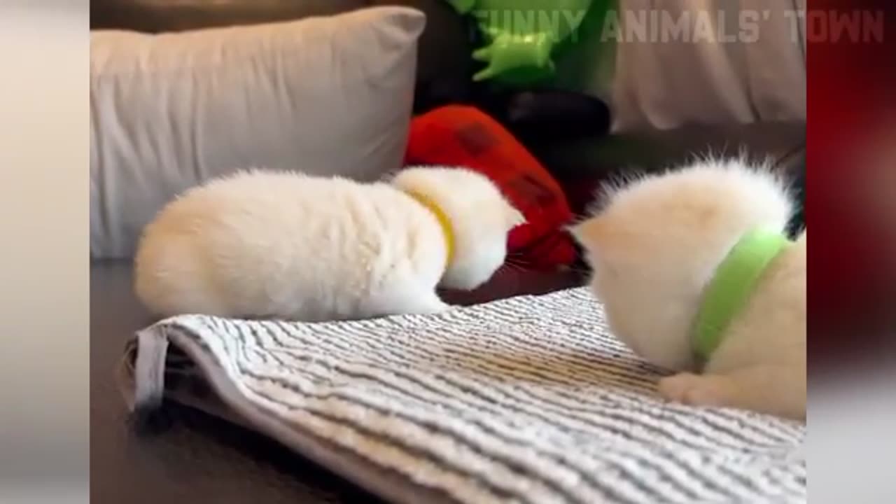 funny cats