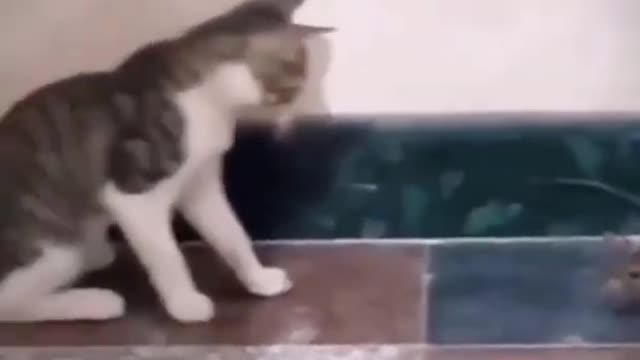 cute cat funny video