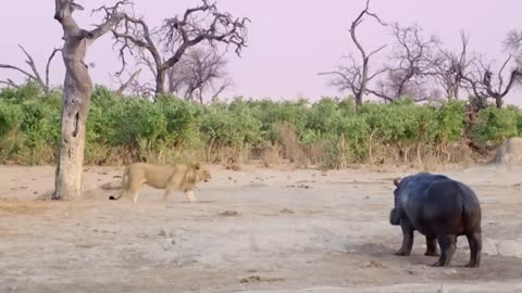 Hippo vs Lion Clan | Natural World | BBC Earth