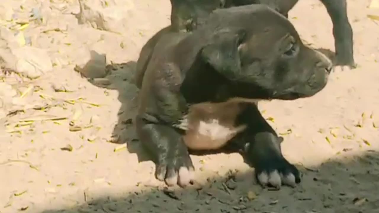 Cute Black Puppies 🐕 Video