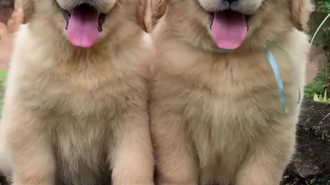 Double the Cuteness Puppies