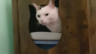 Cat Makes a Funny Face While Using the Litter Box