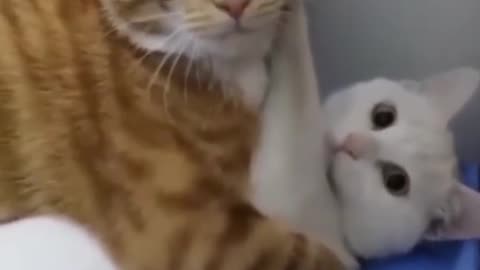 Cats funny videos 😂