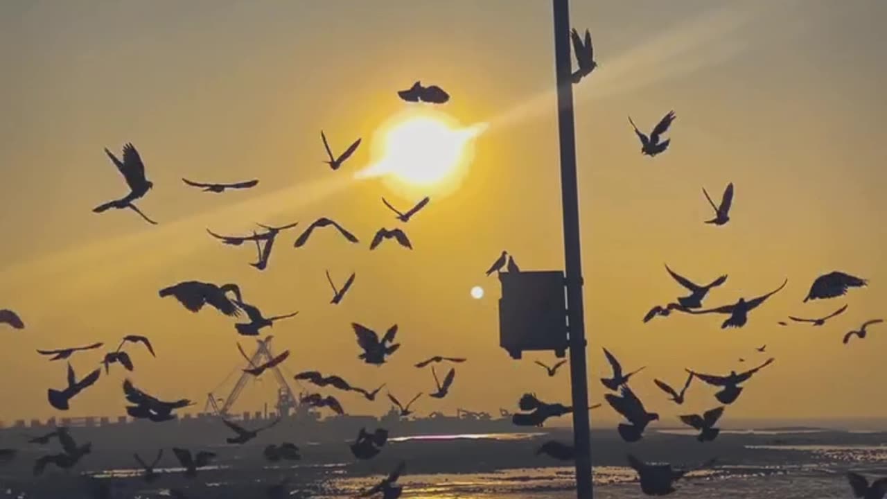 🤩😜Beautiful View of Birds Flying #trending #viral #whatsappstatus#shorts 😍👍//