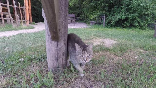 Beautiful tailless cat