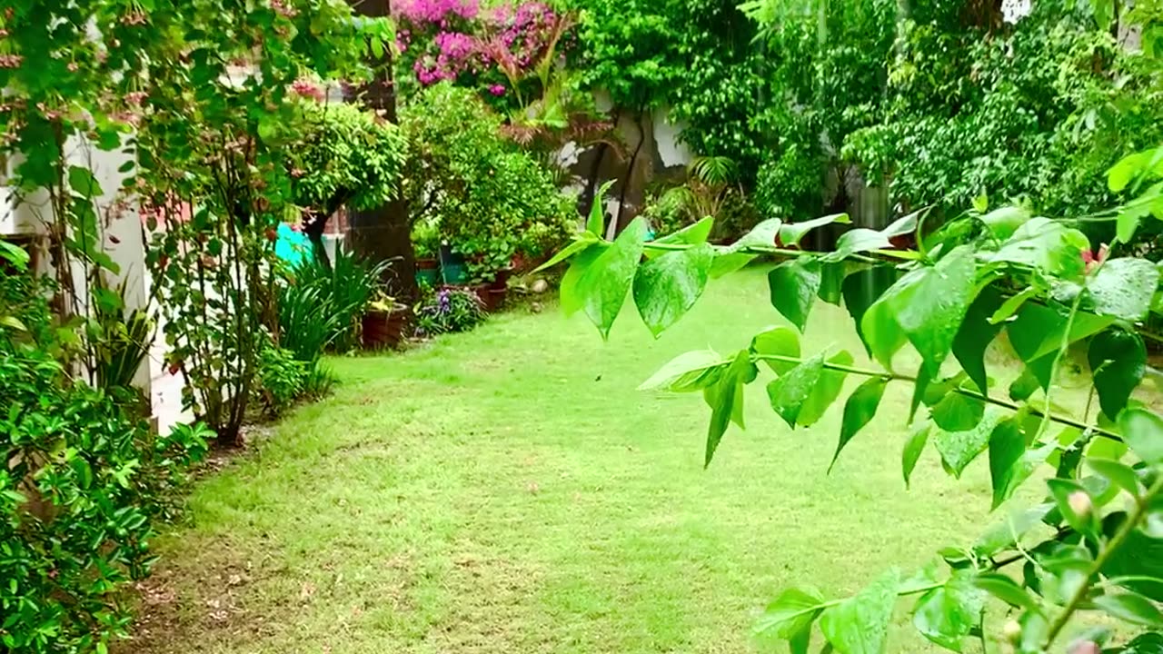 Lawn
