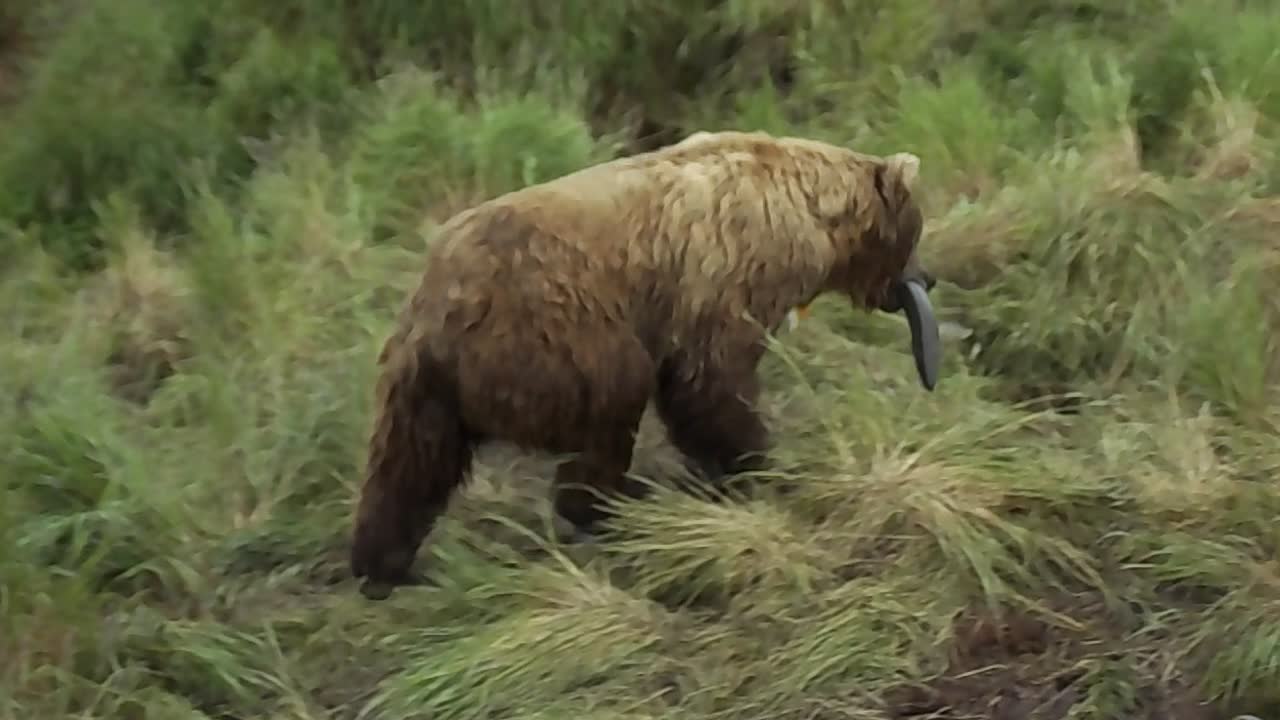 Close Encounters of the Bear Kind