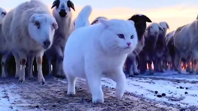 How a cat lead sheep's group with our attitude