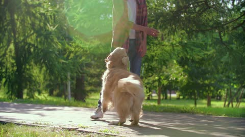 Cute Dog Playing