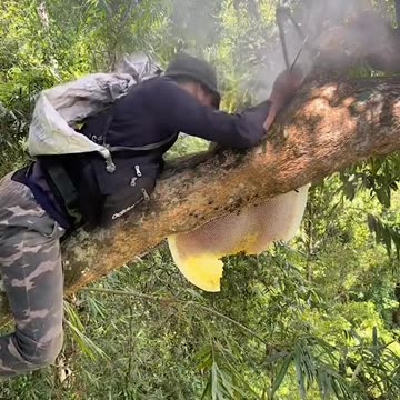 Extracting honey from bees in the forest😱😳