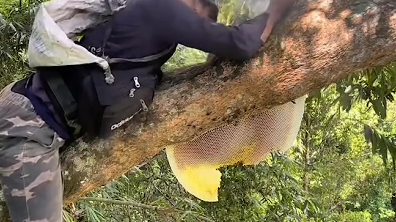 Extracting honey from bees in the forest😱😳