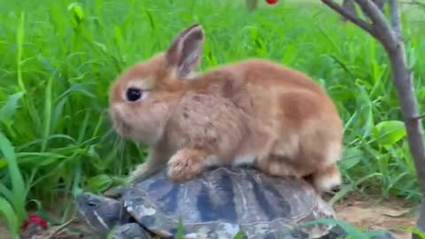 Relationship between rabbit and turtles