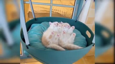 OMG So Cute Cats ♥ Best Funny Cat Videos