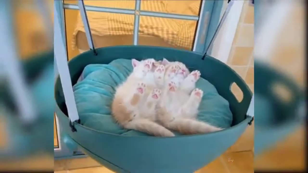 OMG So Cute Cats ♥ Best Funny Cat Videos