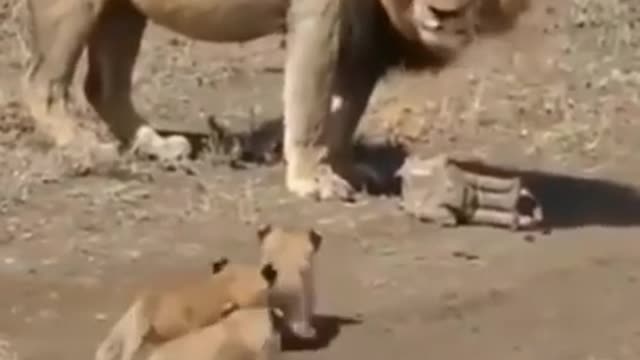 Best funny animal videos