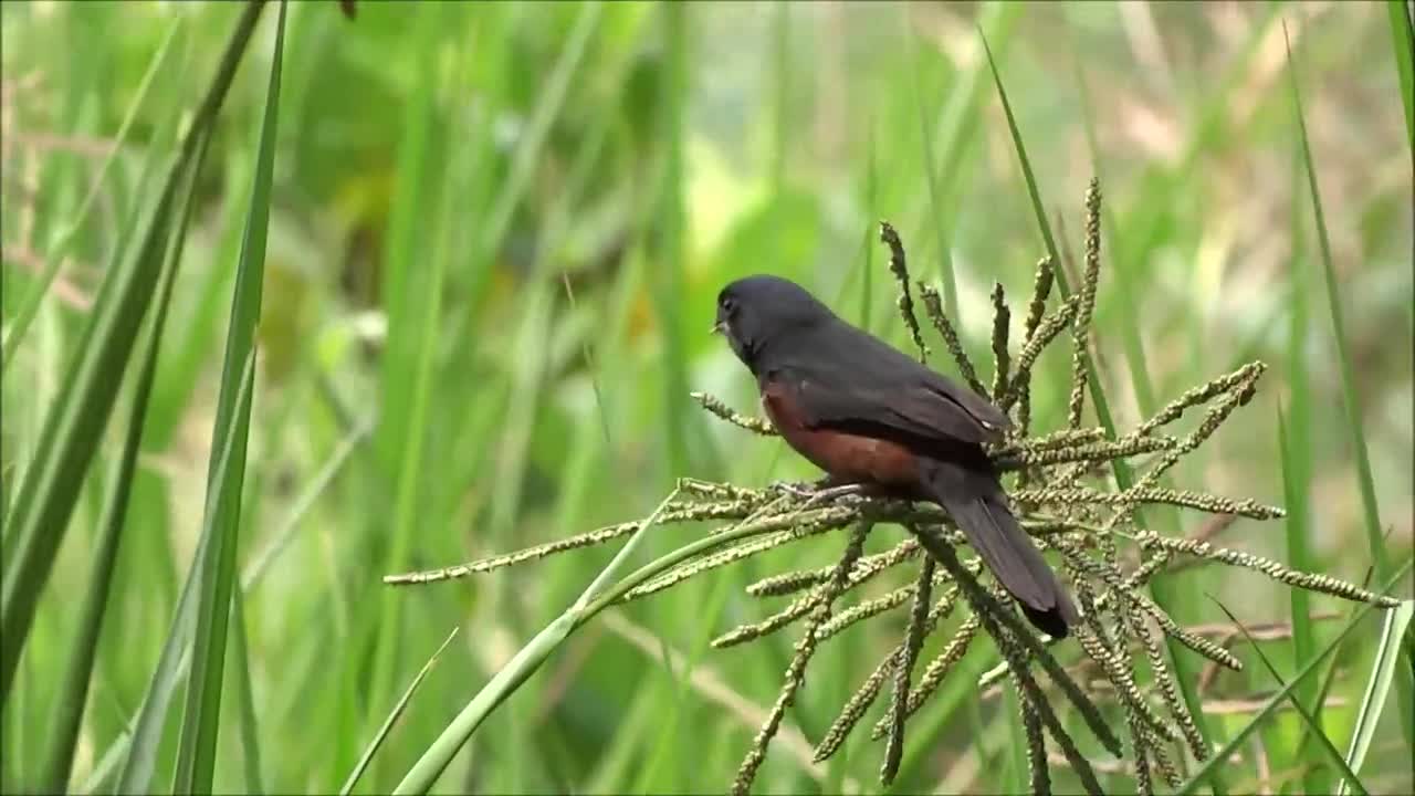 Curió Birds Birds Of Brazil Amazon Animal