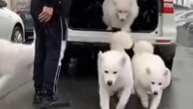 Dog training videos and books . its easy when you know what to do.