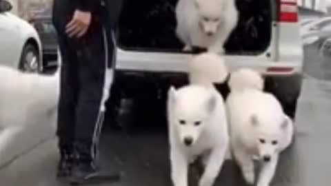 Dog training videos and books . its easy when you know what to do.
