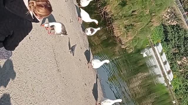 beautiful ducks swimming