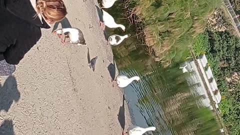 beautiful ducks swimming