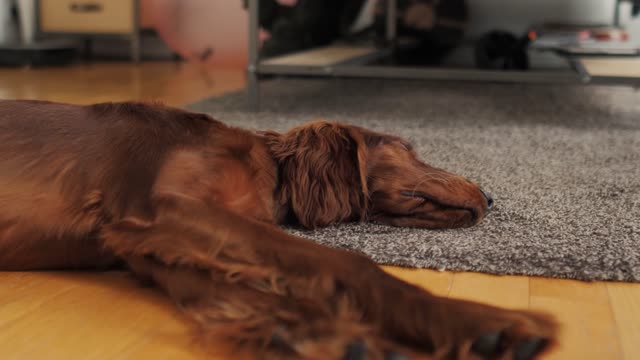 Funny brownish dog 🐕 sleeping videos