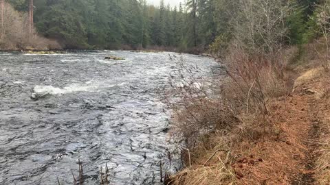 You Can't Get Any More Shoreline Than This – Metolius River – Central Oregon